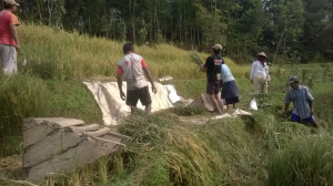 Menjadi Petani-Pekerja Migran