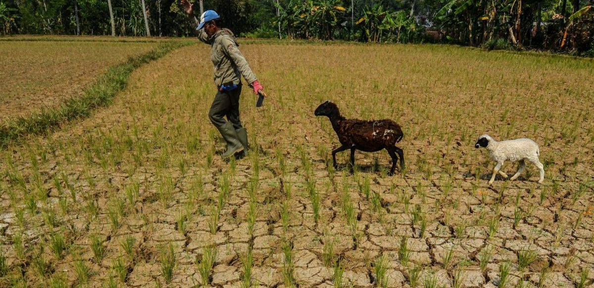 Perubahan Iklim dan Proletarisasi Rakyat Agraris